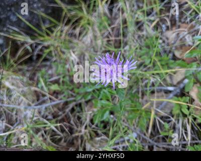 Zecca di Coyote (Monardella villosa) Foto Stock