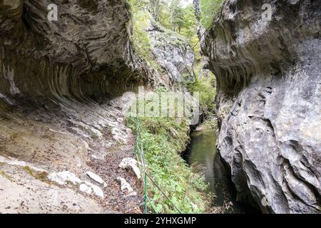 Cheile Corcoaia: Uno stretto canyon verde rigoglioso con ripide scogliere rocciose e un piccolo ruscello che scorre attraverso di esso, delimitato da alberi e vegetazione Foto Stock