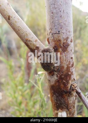 Fiore Bumble Beetle (Euphoria inda) Foto Stock