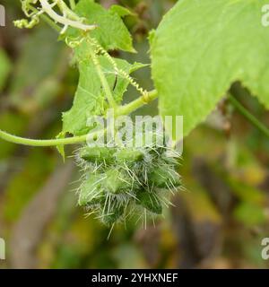 Cetriolo bur semi di Oneseed (Sicyos angulatus) Foto Stock