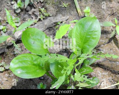 Piantagione acquatica americana (Alisma subcordatum) Foto Stock