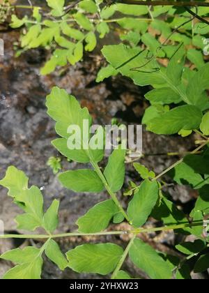 American Royal Fern (Osmunda spectabilis) Foto Stock