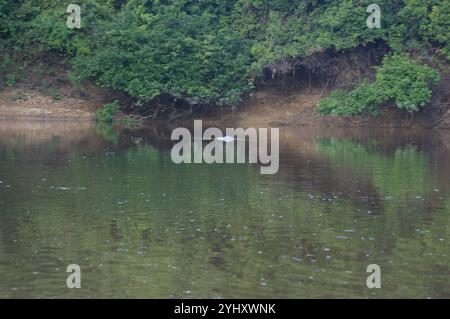 Delfino del fiume boliviano (Inia geoffrensis boliviensis) Foto Stock