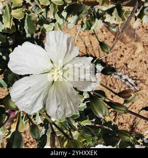 Candela Bushman (Monsonia crassicaulis) Foto Stock