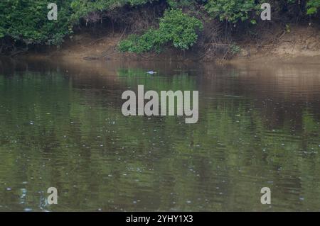 Delfino del fiume boliviano (Inia geoffrensis boliviensis) Foto Stock