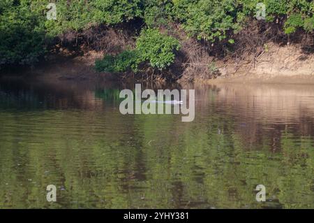 Delfino del fiume boliviano (Inia geoffrensis boliviensis) Foto Stock