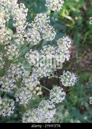 Nobili vespe-sawfly (vespa Tenthredo) Foto Stock