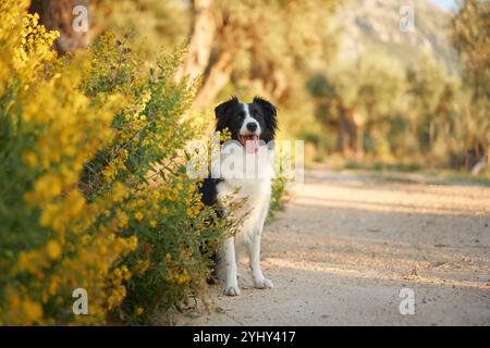 Un Border Collie siede tranquillamente da un sentiero illuminato dal sole, circondato dal verde. Foto Stock