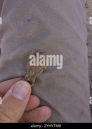 Punta con macchie rosse (Anaxyrus punctatus) Foto Stock