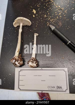 Angelo distruttivo nordamericano orientale (Amanita bisporigera) Foto Stock