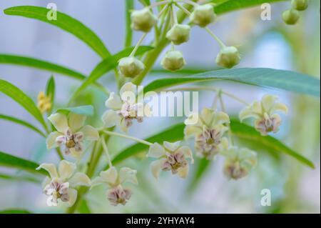 Una macro immagine della pianta ornamentale Gomphocarpus physocarpus, un parente di alghe lattiere. Foto Stock