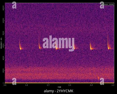 Pipistrelle pigmeo (Pipistrellus pygmaeus) Foto Stock