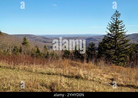 Vista panoramica delle colline ondulate e degli alberi sempreverdi nella Monongahela National Forest, West Virginia, che mostra la bellezza aspra dei paesaggi degli Appalachi. Foto Stock