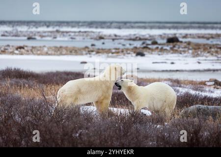 Due orsi polari sparano sulle rive della Baia di Hudson. Churcill, Manitoba Foto Stock
