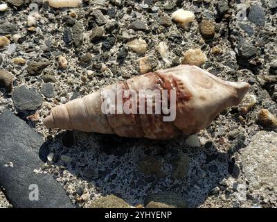 Mangrovie giganti Whelk (Terebralia palustris) Foto Stock