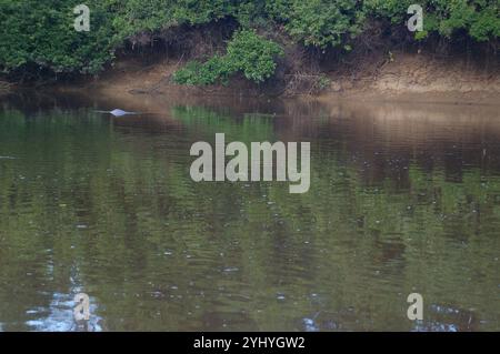 Delfino del fiume boliviano (Inia geoffrensis boliviensis) Foto Stock