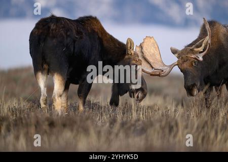 L'alce del toro si sta svolgendo durante il rut nel Grand Teton National Park, Wyoming Foto Stock