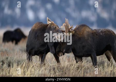 L'alce del toro si sta svolgendo durante il rut nel Grand Teton National Park, Wyoming Foto Stock