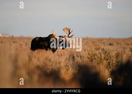 Grande alce di toro Shiras nel Grand Teton National Park, Wyoming Foto Stock