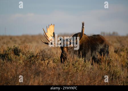 Grande alce di toro Shiras nel Grand Teton National Park, Wyoming Foto Stock