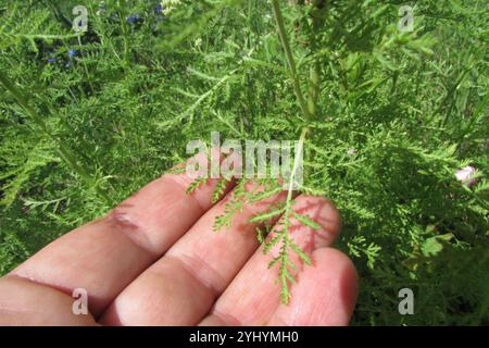 Yarrow nobile (Achillea nobilis) Foto Stock