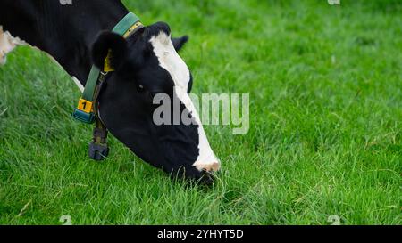 Mucche da pascolo. Mucche sul campo. Mandria di mucche al pascolo verde. Paesaggio rurale e pascolo per le mucche. Mandria di mucche in campagna. Mucche su terreni agricoli. Eco Foto Stock