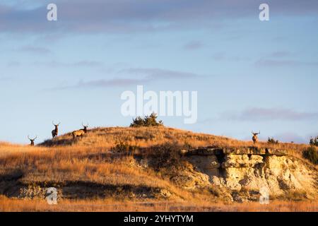 Una piccola mandria di alci toro si riunisce su una collina nel Theodore Roosevelt National Park, North Dakota. Foto Stock