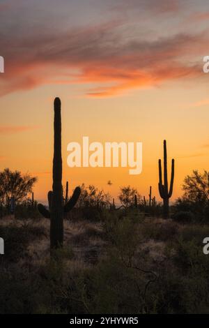 Tramonto nel deserto di Sonora con cactus di Saguaro vicino a Phoenix, Arizona Foto Stock