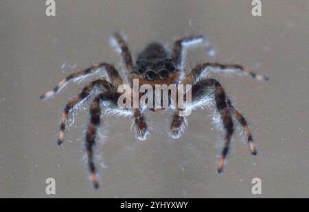 Ragno saltato Tan (Platycryptus undatus) Foto Stock