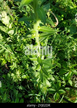 Prisma serale settentrionale (Oenothera parviflora) Foto Stock