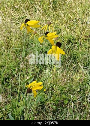 Coneflower dalla testa grigia (Ratibida pinnata) Foto Stock