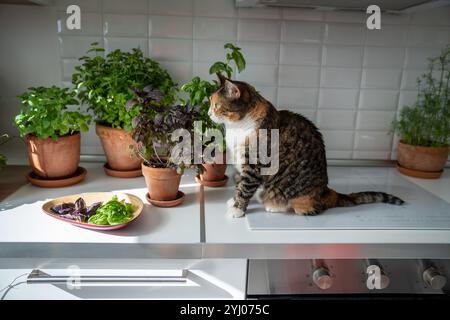 Il gatto interessato siede sulla stufa a induzione in cucina vicino al piccolo giardino con piante d'appartamento erbe in vasi di argilla Foto Stock