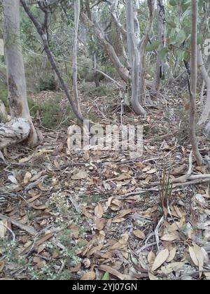 Casco-orchidea venata (Corybas diemenicus) Foto Stock