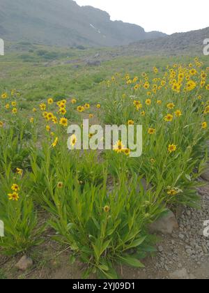Nano delle Montagne Rocciose Girasole (Helianthella uniflora) Foto Stock