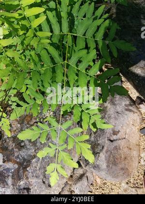 American Royal Fern (Osmunda spectabilis) Foto Stock