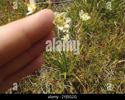 Monte Deathcamas (Anticlea elegans) Foto Stock