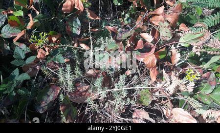 Pietra riflettente (Petrosedum rupestre) Foto Stock