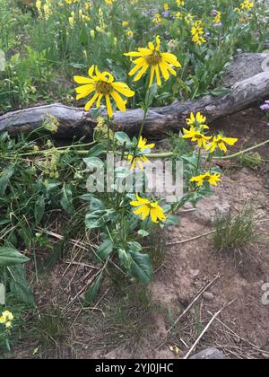 Annuire Nano Girasole (Helianthella quinquenervis) Foto Stock