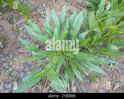 Nano delle Montagne Rocciose Girasole (Helianthella uniflora) Foto Stock