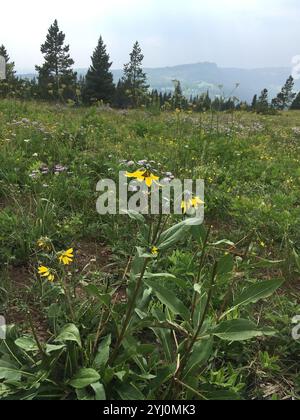 Annuire Nano Girasole (Helianthella quinquenervis) Foto Stock