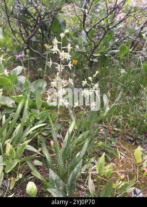 Monte Deathcamas (Anticlea elegans) Foto Stock