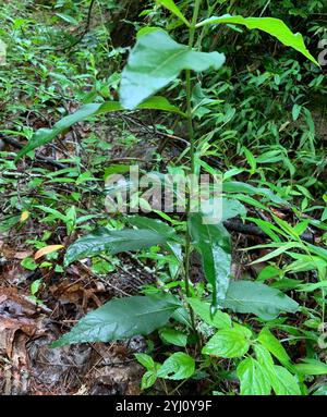 Alghe di latte (Asclepias exaltata) Foto Stock