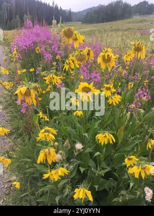 Annuire Nano Girasole (Helianthella quinquenervis) Foto Stock