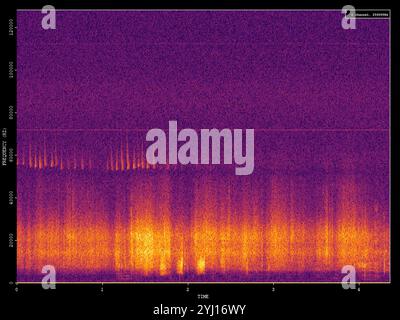 Pipistrelle pigmeo (Pipistrellus pygmaeus) Foto Stock