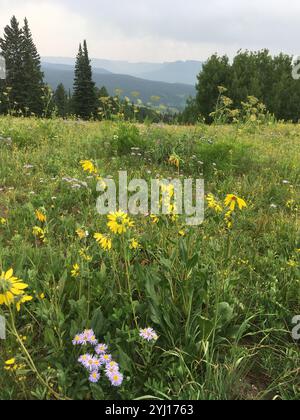 Annuire Nano Girasole (Helianthella quinquenervis) Foto Stock