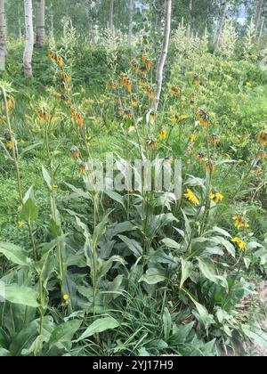 Annuire Nano Girasole (Helianthella quinquenervis) Foto Stock