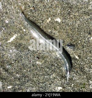 Lancia di sabbia del Pacifico (Ammodytes personatus) Foto Stock