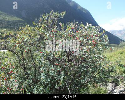 Caprifoglio (Lonicera microphylla) Foto Stock