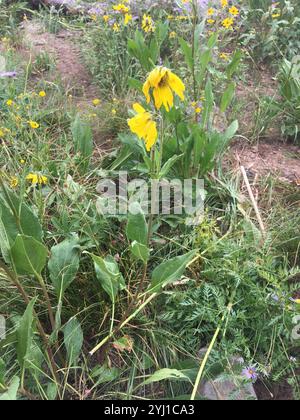 Annuire Nano Girasole (Helianthella quinquenervis) Foto Stock