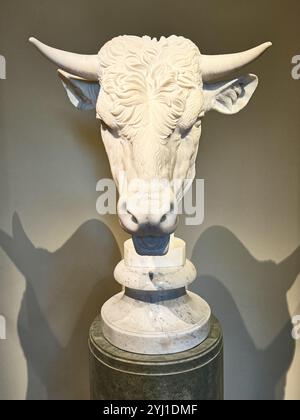 Gaetano Monti, capo di un Bull. Una testa di toro scolpita, bianca, in marmo, realistica con corna, capelli. Al museo National Gallery of Art di Washington DC. Foto Stock